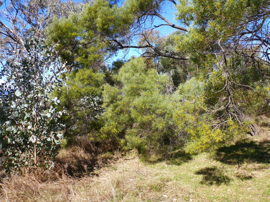 Acacia burrowii - Yarran wattle