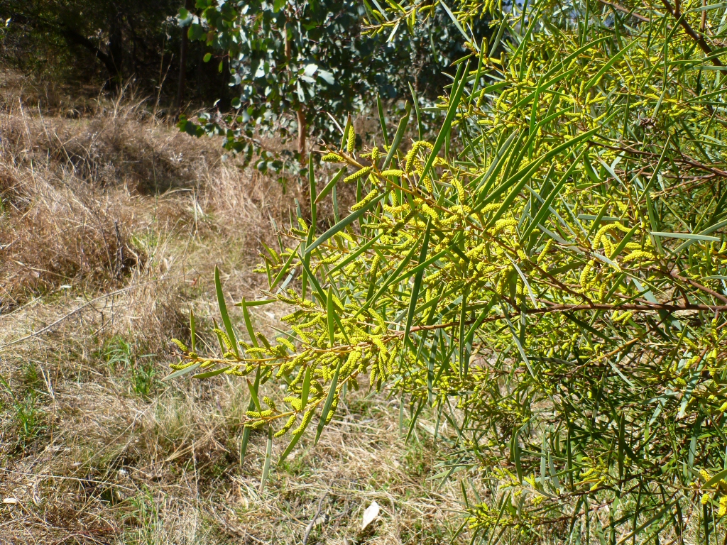 Acacia burrowii - Yarran wattle