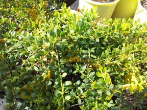 Acacia buxifolia prostrate - boxleaf wattle