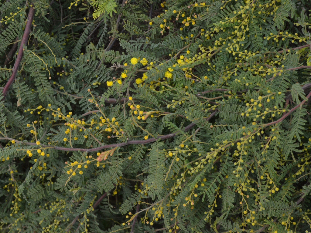 Acacia cardiophylla wyalong wattle 'Gold Lace'