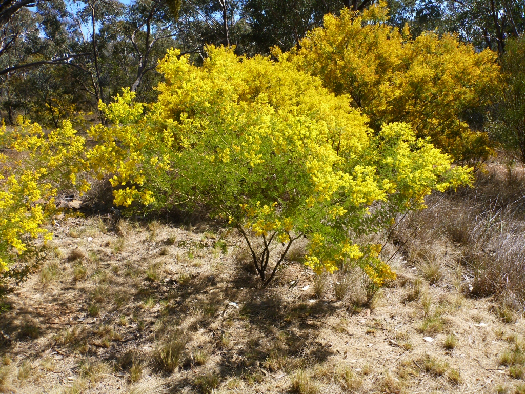Acacia chinchillensis - Chinchilla wattle