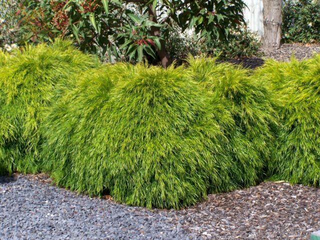 Acacia cognata river wattle 'Bower Beauty'