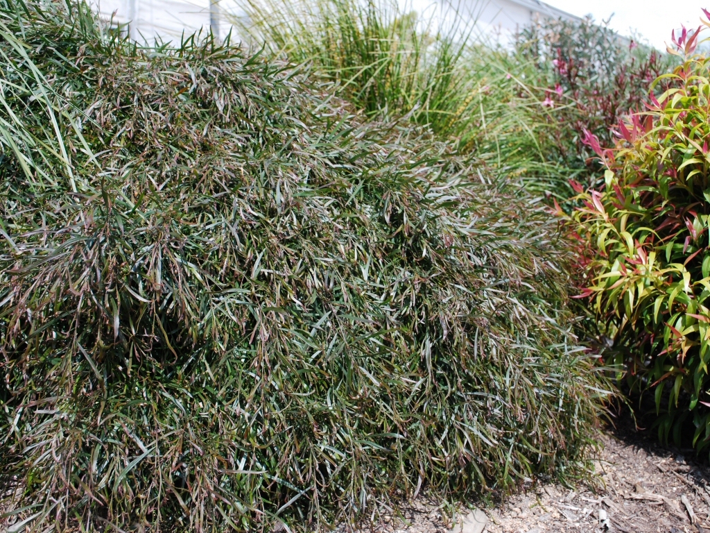 Acacia cognata wattle 'Mop Top' has dark foliage and a compact habit
