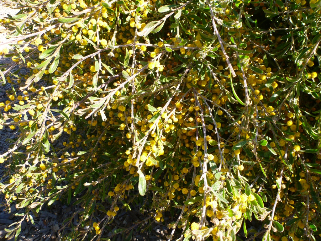 Acacia consobrina - watercourse wattle