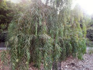 Acacia courtii - Northern Brother wattle