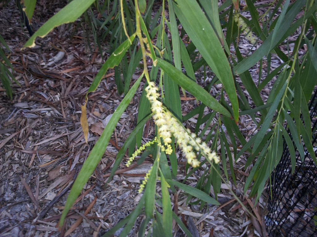 Acacia courtii - Northern Brother wattle
