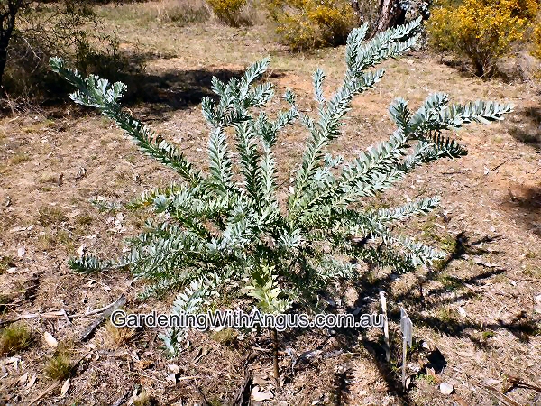 Acacia covenyi - blue bush wattle