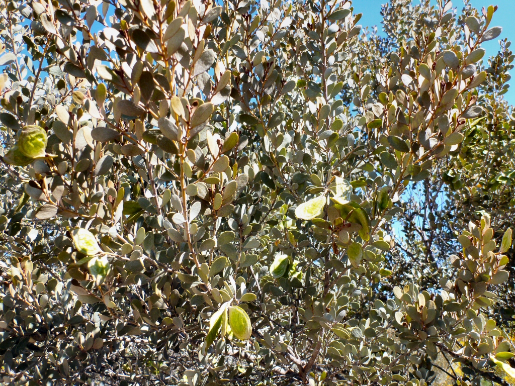 Acacia craspedocarpa - broad-leaf mulga wattle