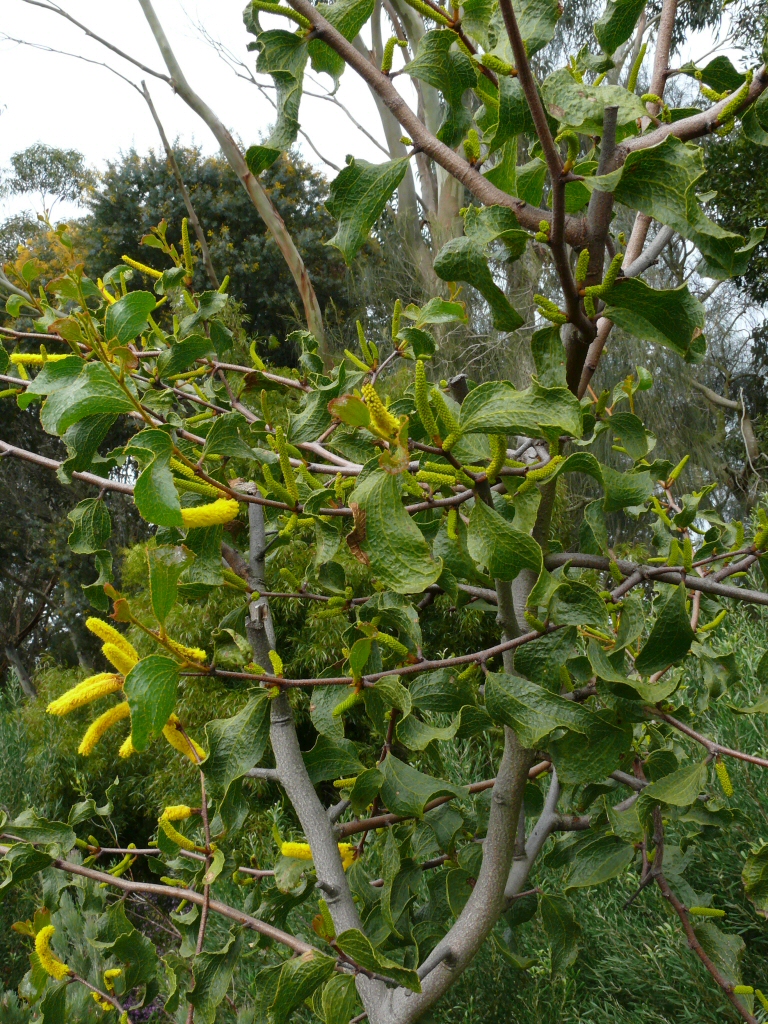 Acacia denticulosa - sandpaper wattle