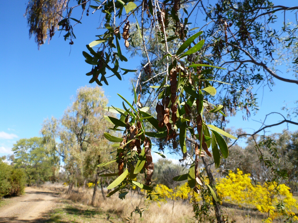 Acacia excels - ironwood wattle
