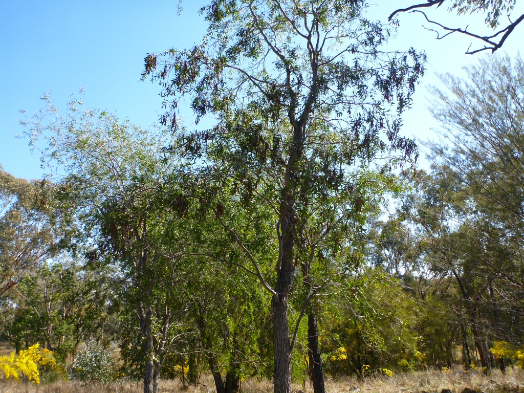 Acacia excels - ironwood wattle