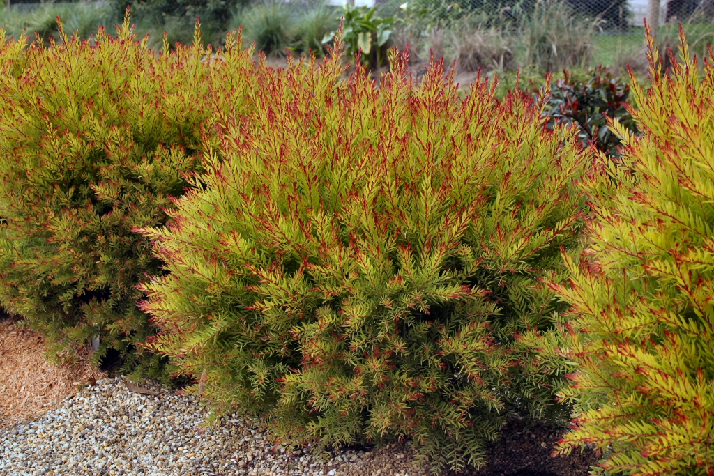 Acacia fimbriata wattle 'Crimson Blush'