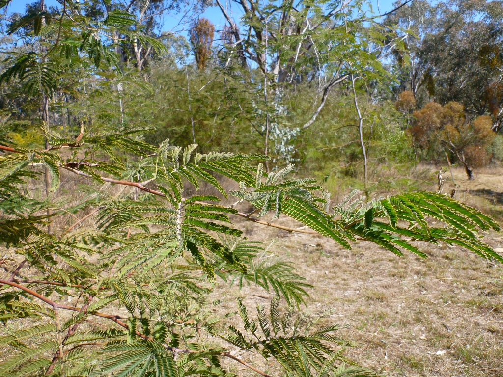 Acacia glaucocarpa - feathery wattle