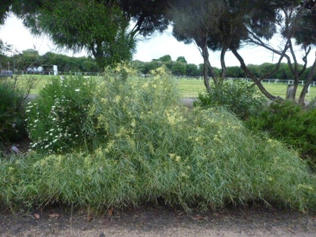 Acacia iteaphylla - Flinders Range wattle