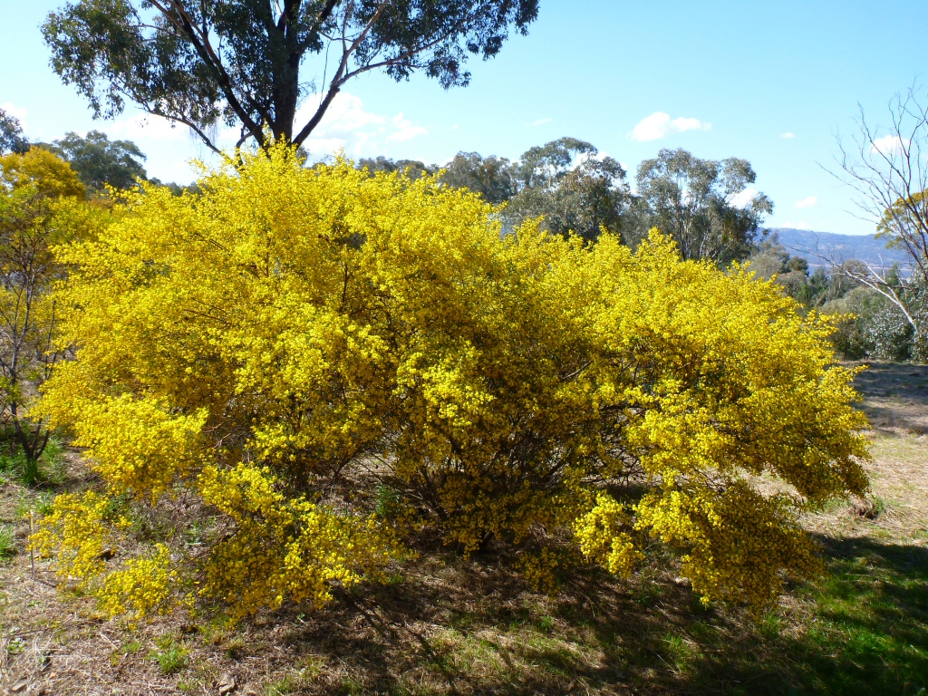 Acacia ixiophylla - wattle