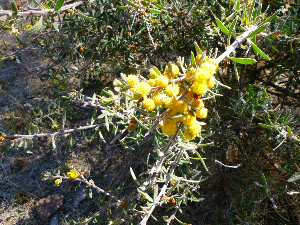 Acacia lanuginose - wattle