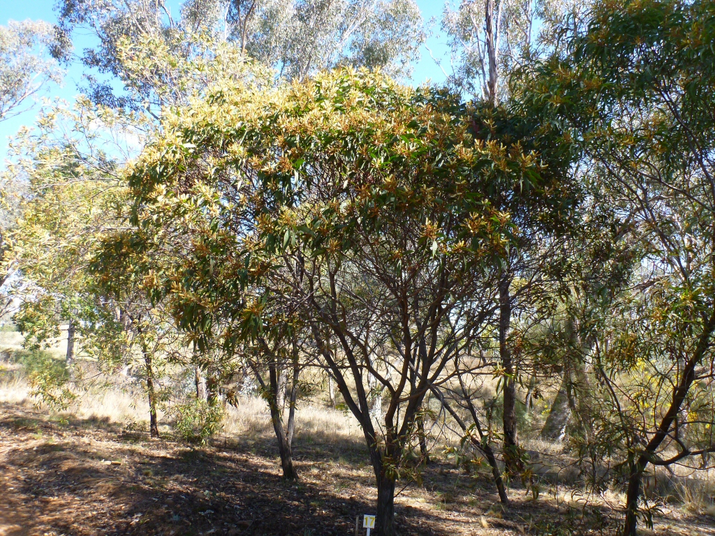 Acacia leiocalyx - black wattle