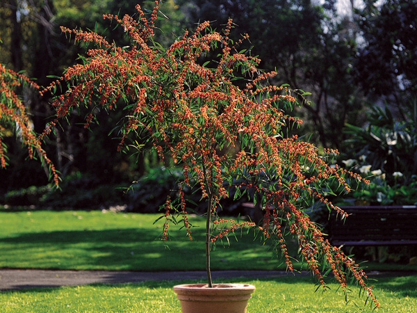 Acacia leprosa wattle 'Scarlet Blaze'