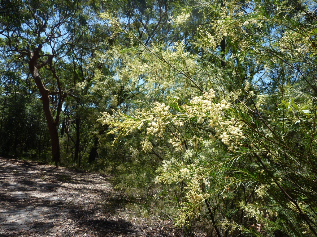 Acacia linifolia - flax wattle