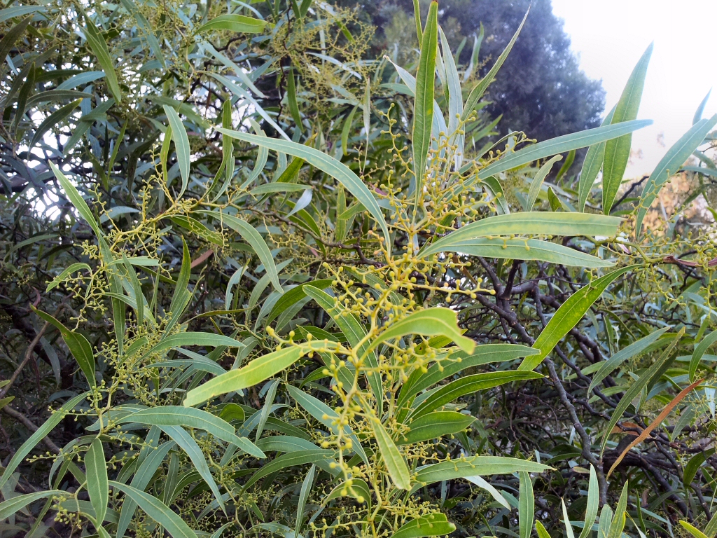 Acacia macradenia - zig-zag wattle has sculptural stems