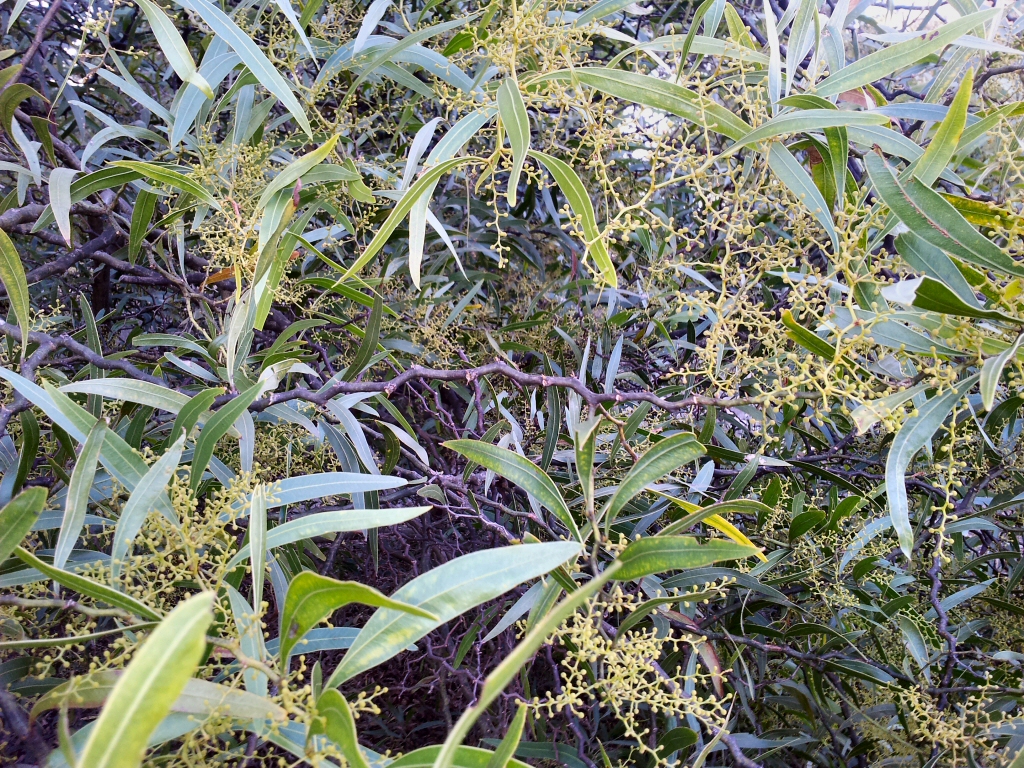 Acacia macradenia - zig-zag wattle