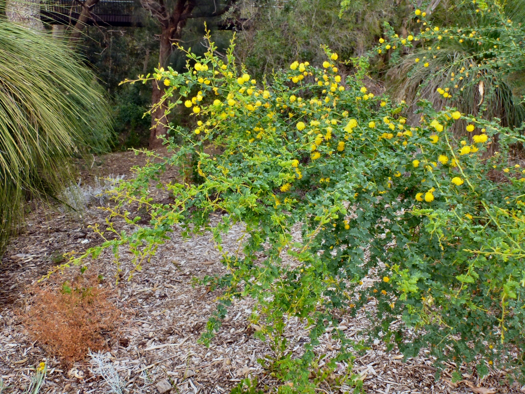 Acacia Pulchella Prickly Moses Wattle Gardening With Angus