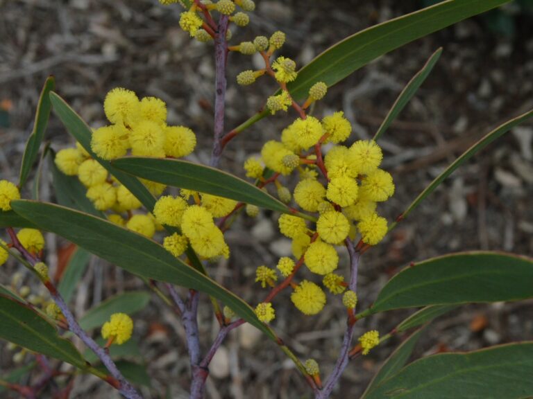 Acacia pycnantha Golden Wattle Gardening With Angus