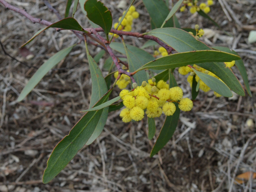 Acacia pycnantha - golden wattle