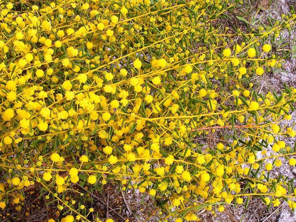 Acacia spathulifolia wattle 'Gold Carpet'