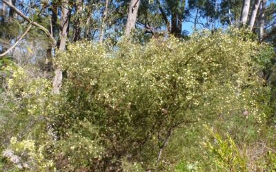 Prickly Moses wattle Acacia ulicifolia to attract small birds to your garden