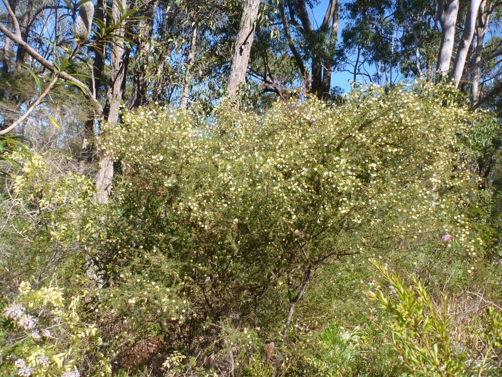 Acacia ulicifolia - juniper wattle is prickly foliaged for bird nesting