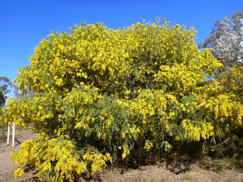 Acacia vestita - hairy wattle