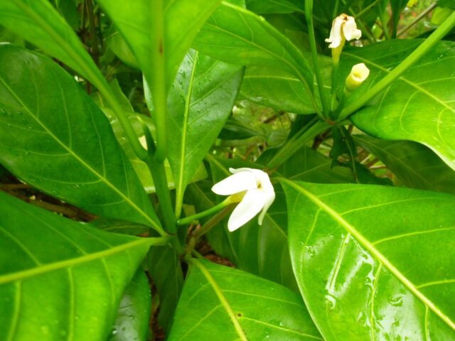 Acronychia acidula - lemon aspen is used for bush tucker cooking