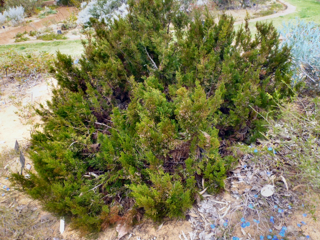 Actinostrobus acuminatus - dwarf cypress