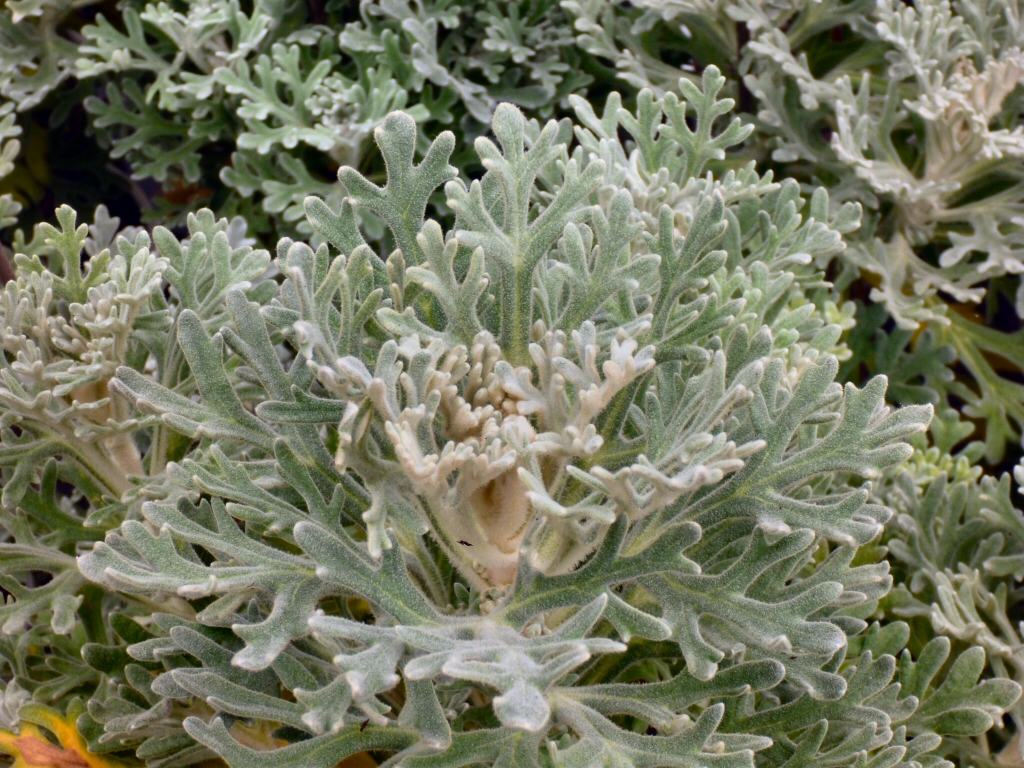 Actinotus helianthi - flannel flower