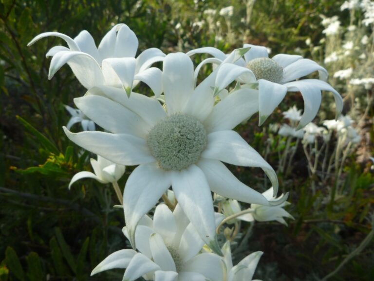 Actinotus helianthi Flannel Flower Gardening With Angus