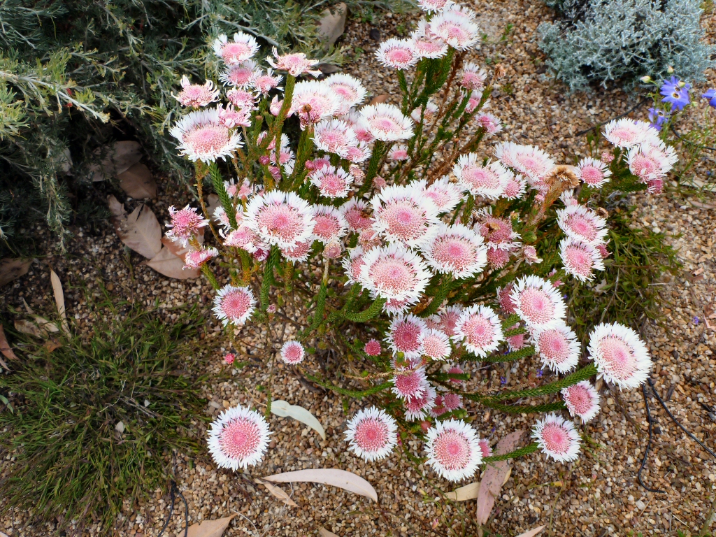 Actonidium cunninghamii - swamp daisy