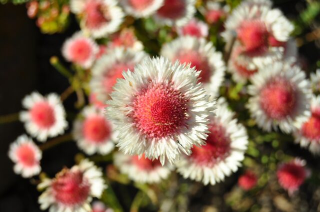 Actonidium cunninghamii - swamp daisy
