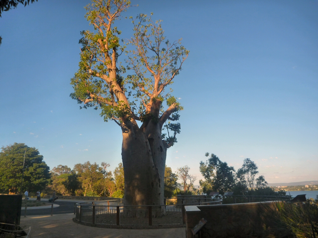 Adansonia gregorii the baobab tree