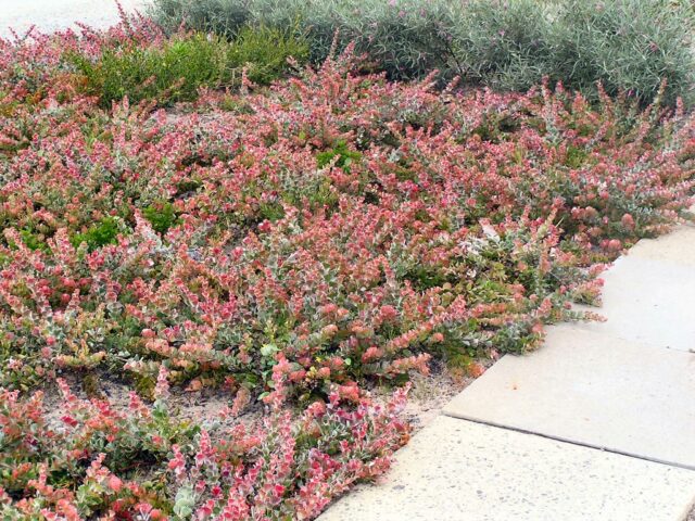Adenanthos cuneatus jug flower 'Coral Carpet'