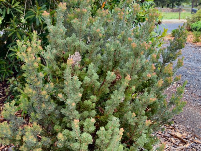 Adenanthos cunninghamii ‘Lighthouse’ – Woolly Bush | Gardening With Angus