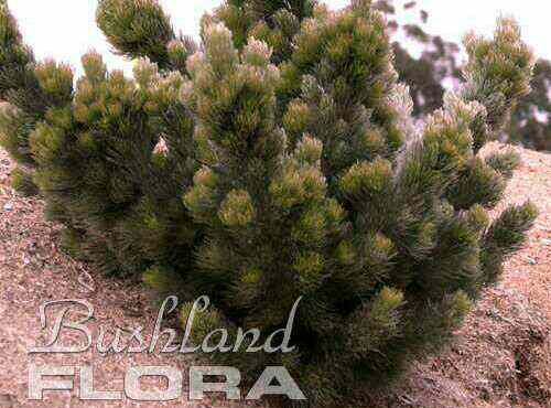 Adenanthos sericeus - dwarf woolly bush
