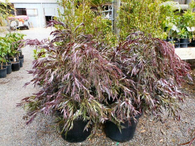 Agonis flexuosa ‘Burgundy’ – Willow Peppermint | Gardening With Angus