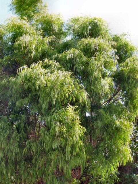 Agonis flexuosa willow peppermint 'Lemon and Lime'