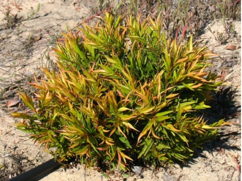 Agonis flexuosa willow peppermint 'Mini Peppermint'