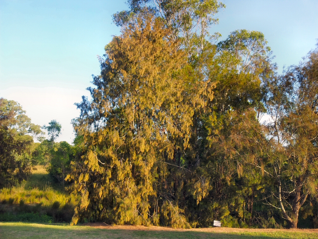 Allocasuarina torulosa - forest she-oak