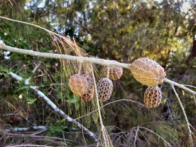 Allocasuarina torulosa - forest she-oak seed pods
