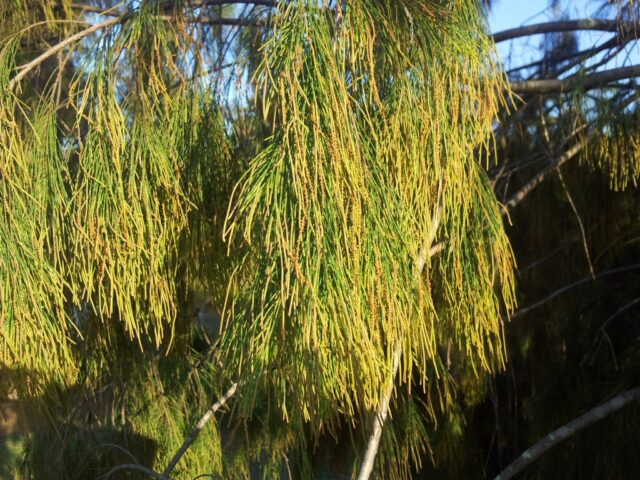 Allocasuarina torulosa - forest she-oak