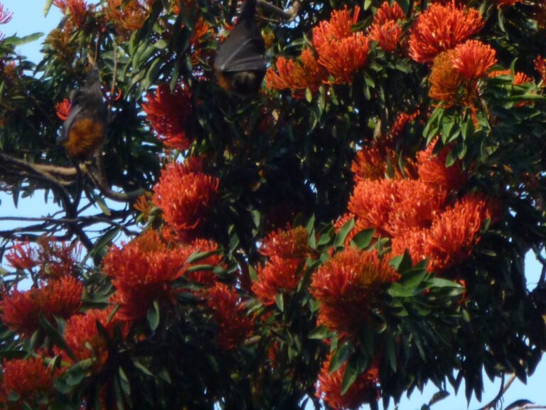 Alloxylon flammeum Tree Waratah Gardening With Angus