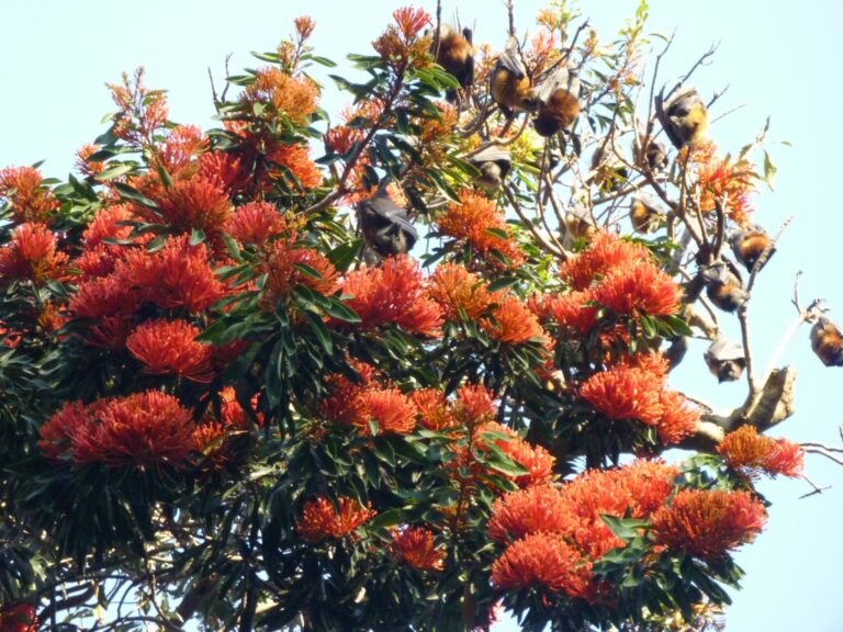 fast-growing-australian-native-trees-flower-power